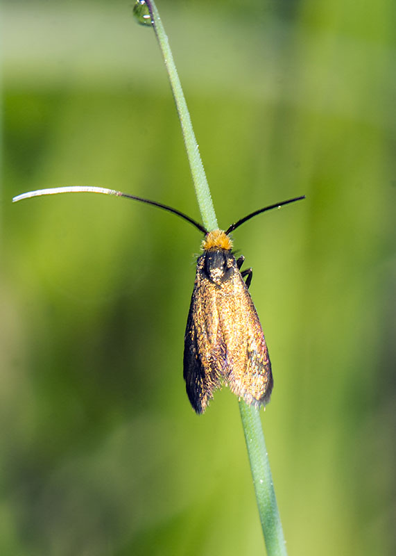 Adelidae